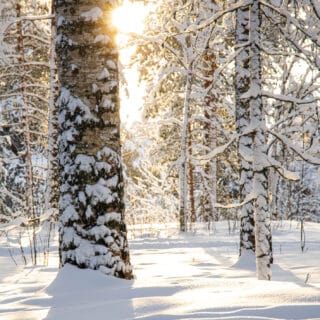 beautiful winter scenery in a forest. sun is shining through the trees.