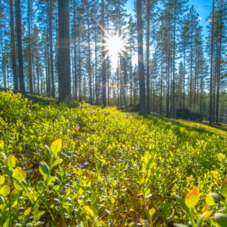 Sunny forest view from Sotkamo, Finland.