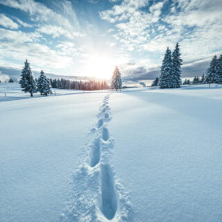 Winter Landscape