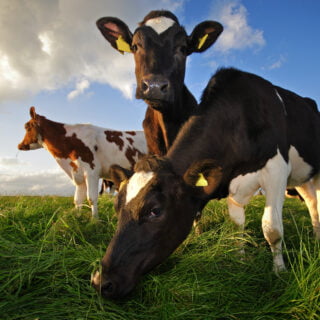 grazing cows