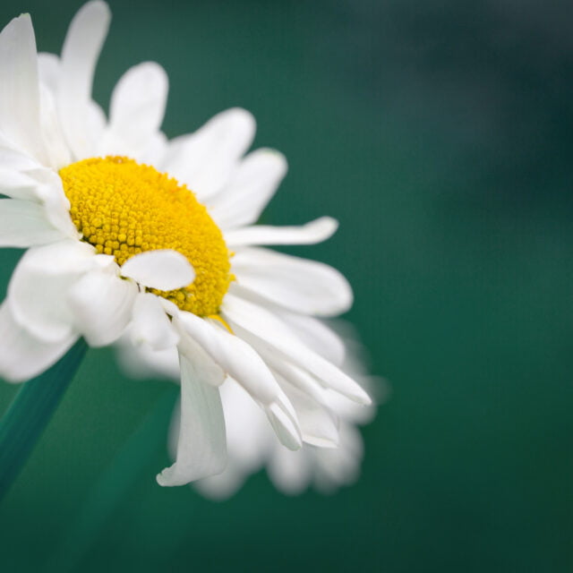 White daisy isolated on green background. Wedding card.