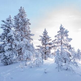Winter landscape with snowy trees on a mountain in National Park in Finland.