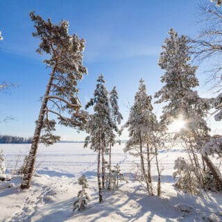 Sun shining through trees at lakeside winter