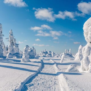 Beautiful snowy winter landscape. Snow covered fir trees on the background.  Finland, Lapland