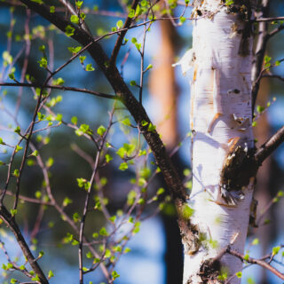 Spring birch leaves.