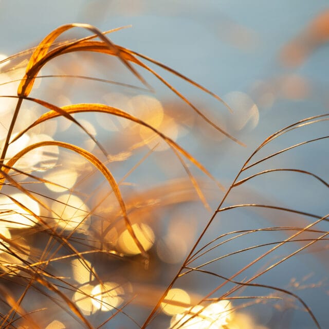 Dried grasses lit by the setting sun, blurred bokeh background