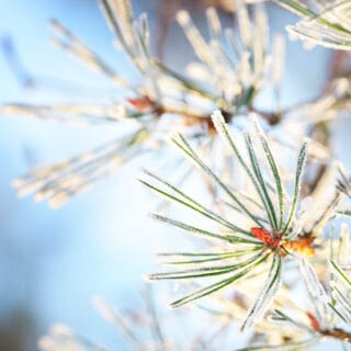 Hoar frost on the young green fir tree branch, needles close-up. Coniferous forest at sunset. Pure evening golden light. Lapland, Finland