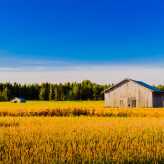 Barns In The Morning Sun