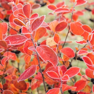 Beautiful red aronia leaves with a frosty edge.
