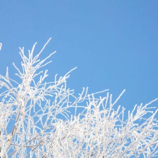 Frost on Branches on a Blue Background