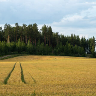 Golden wheat field under a cloudy sky with a dense forest backdrop