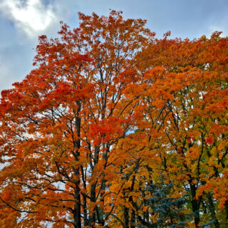 fall colors